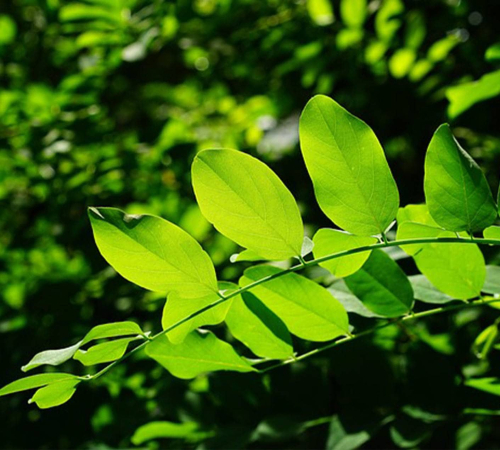 Green Leaf Blog 1411 X 1271 comp